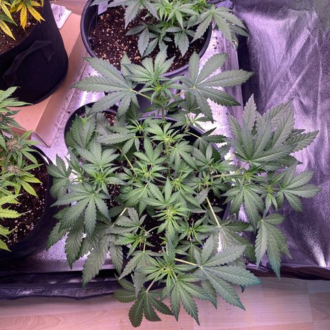 Lemon Cherry Cookies  growlog timeline photo