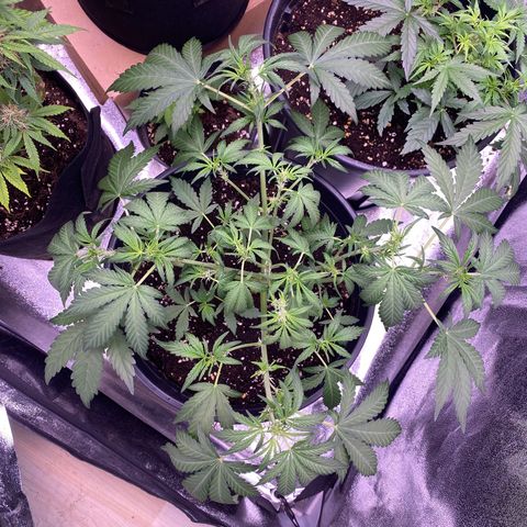 Lemon Cherry Cookies  growlog timeline photo