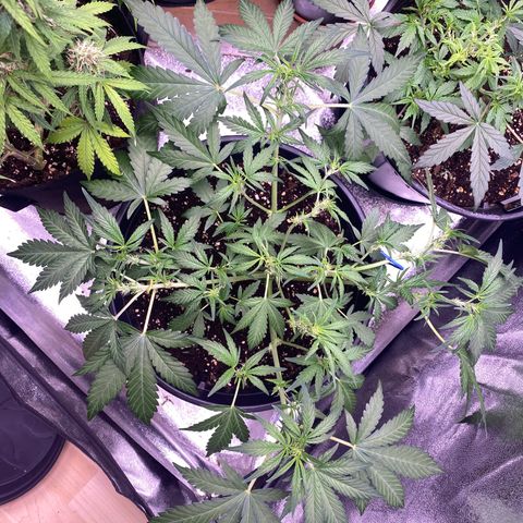 Lemon Cherry Cookies  growlog timeline photo