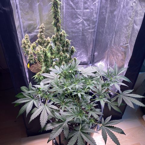Lemon Cherry Cookies  growlog timeline photo