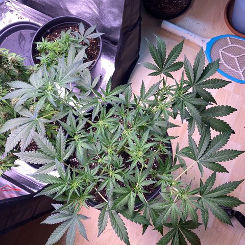 Lemon Cherry Cookies  growlog timeline photo