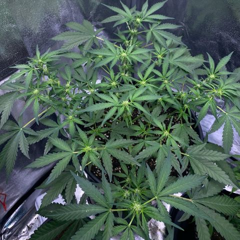 Lemon Cherry Cookies  growlog timeline photo