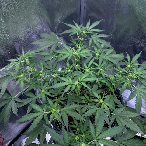 Lemon Cherry Cookies  growlog timeline photo