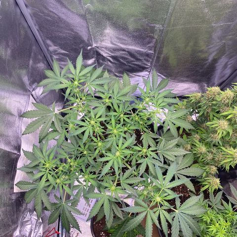 Lemon Cherry Cookies  growlog timeline photo