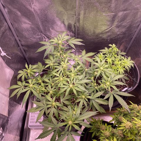 Lemon Cherry Cookies  growlog photo: Added these shrooms from Garten Eden today 1g/L of water every 4 weeks 
