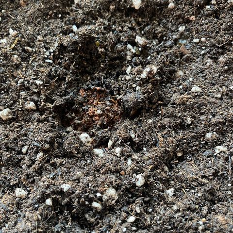 Gelatussy  growlog photo: Put the popped seed in a pre soaked jiffy and placed it in my self mixed soil that I prepared some days ago. 