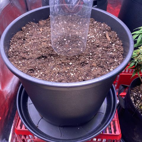 Gelatussy  growlog timeline photo