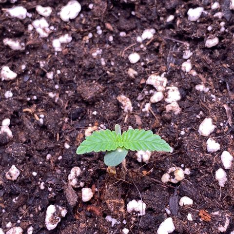 Gelatussy  growlog timeline photo