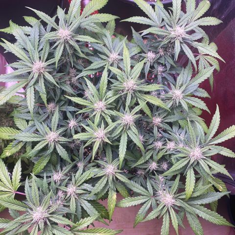 Lemon Cherry Cookies  growlog timeline photo