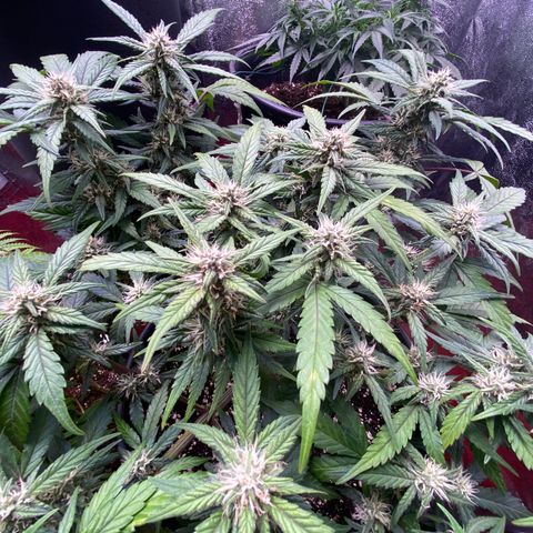 Lemon Cherry Cookies  growlog timeline photo