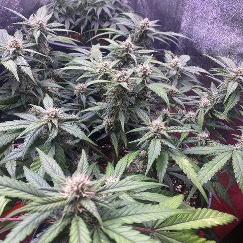 Lemon Cherry Cookies  growlog timeline photo