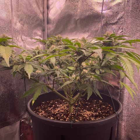 Lemon Cherry Cookies  growlog timeline photo