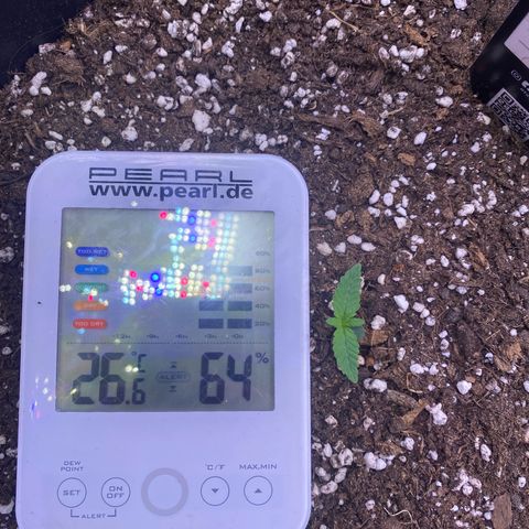 Gelatussy  growlog timeline photo