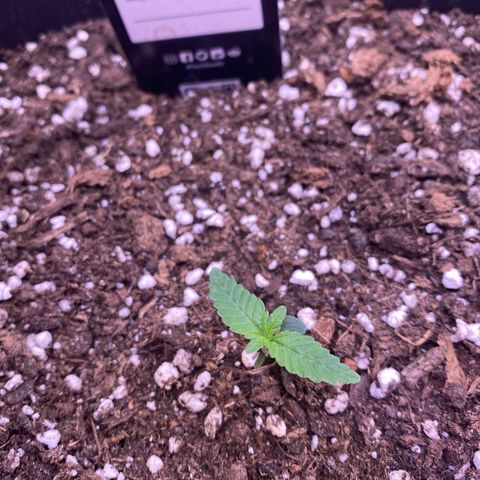 Gelatussy  growlog timeline photo