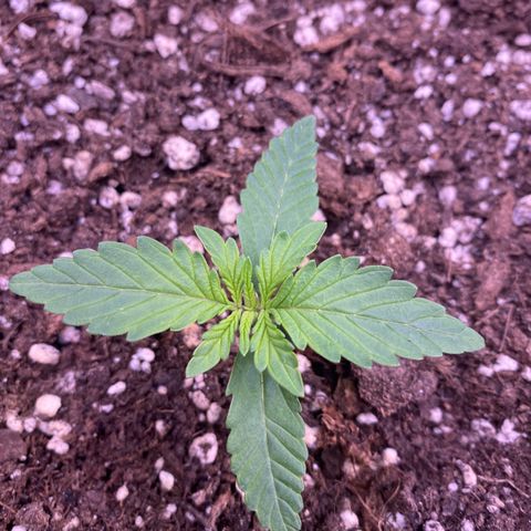 Gelatussy  growlog timeline photo