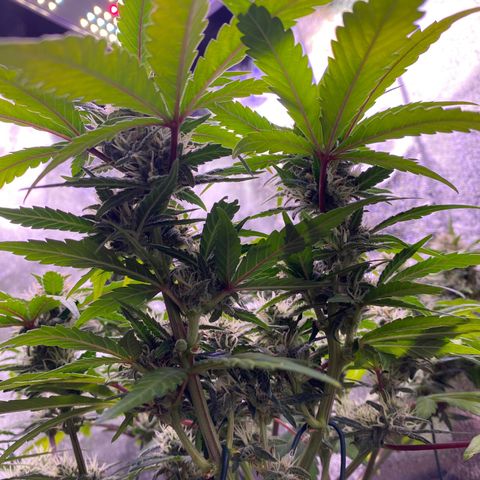 Lemon Cherry Cookies  growlog timeline photo