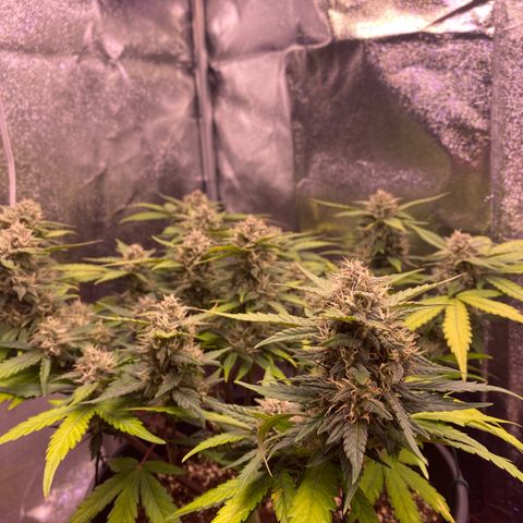 Lemon Cherry Cookies  growlog timeline photo