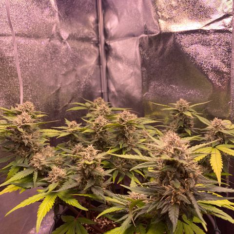 Lemon Cherry Cookies  growlog timeline photo