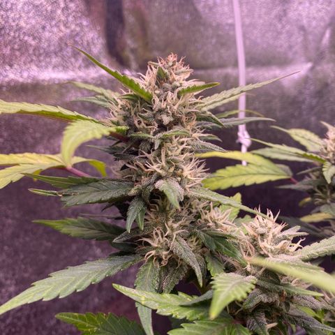 Lemon Cherry Cookies  growlog timeline photo