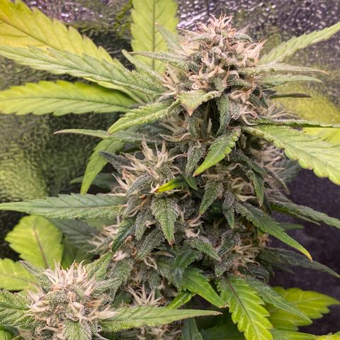 Lemon Cherry Cookies  growlog timeline photo