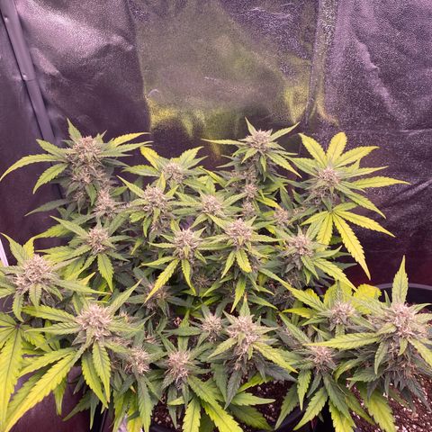 Lemon Cherry Cookies  growlog timeline photo