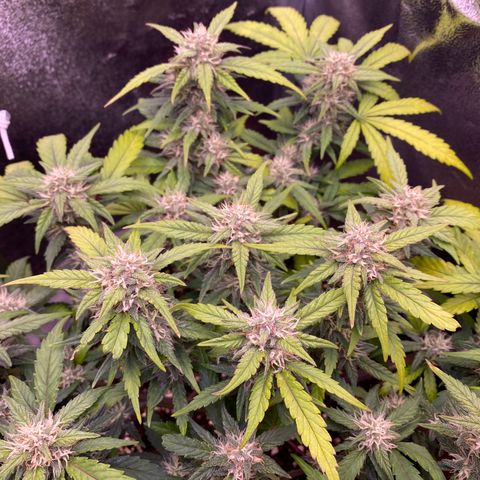 Lemon Cherry Cookies  growlog timeline photo