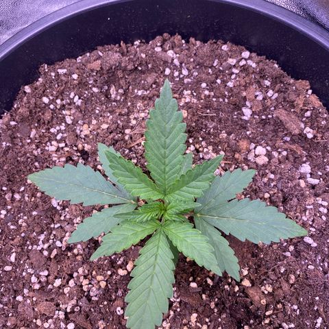 Gelatussy  growlog timeline photo