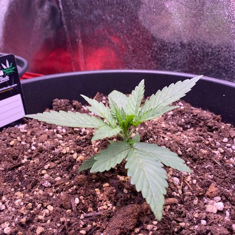 Gelatussy  growlog timeline photo