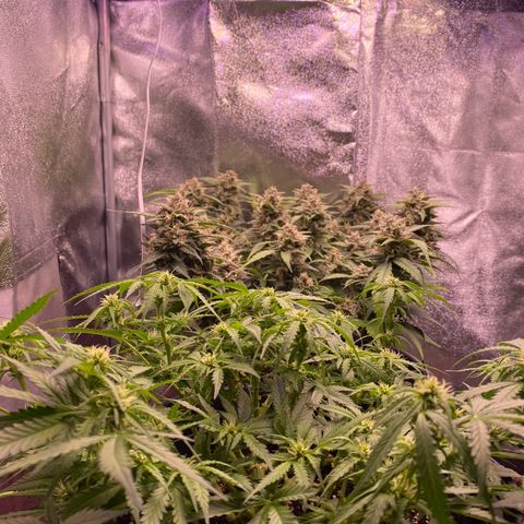 Lemon Cherry Cookies  growlog timeline photo