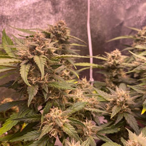 Lemon Cherry Cookies  growlog timeline photo