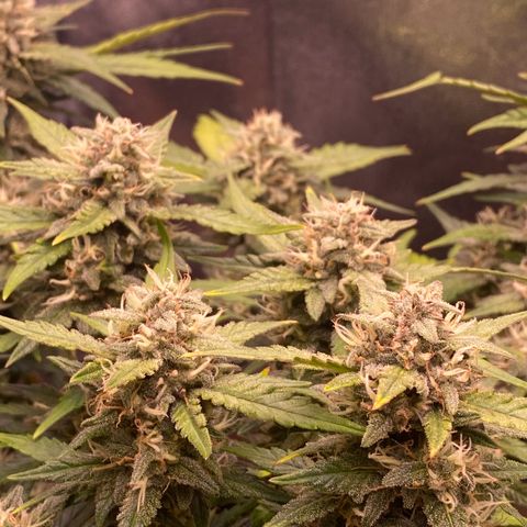 Lemon Cherry Cookies  growlog timeline photo
