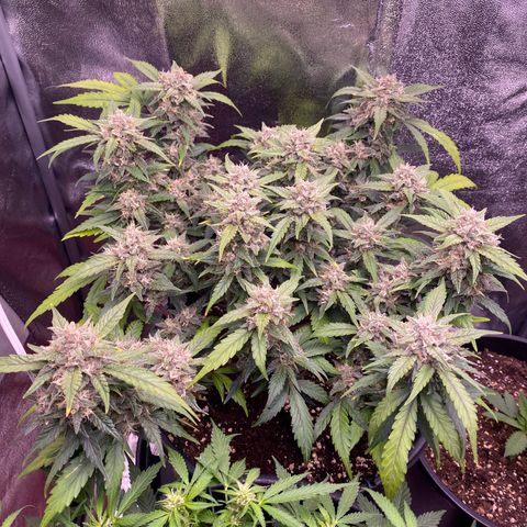 Lemon Cherry Cookies  growlog timeline photo