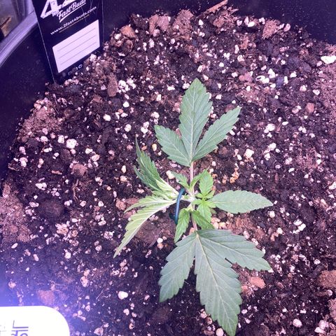 Gelatussy  growlog photo: First step of LST, I removed the branches and leaves pointing towards the bottom. We are at around 300-350 PPFD now.  