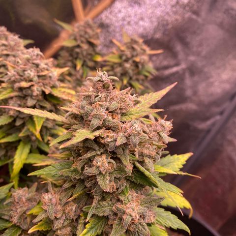 Lemon Cherry Cookies  growlog timeline photo