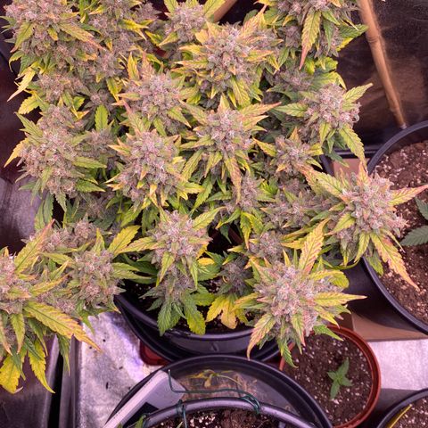 Lemon Cherry Cookies  growlog timeline photo