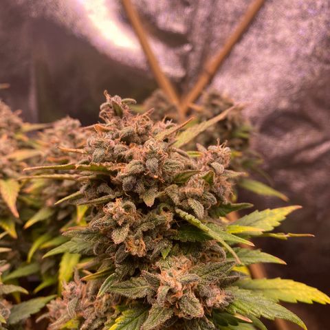Lemon Cherry Cookies  growlog timeline photo