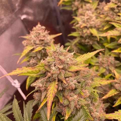 Lemon Cherry Cookies  growlog timeline photo
