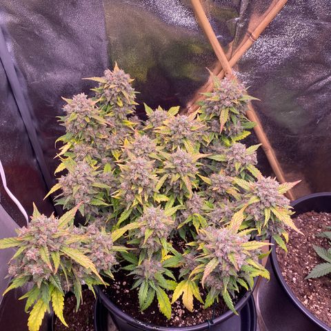 Lemon Cherry Cookies  growlog timeline photo