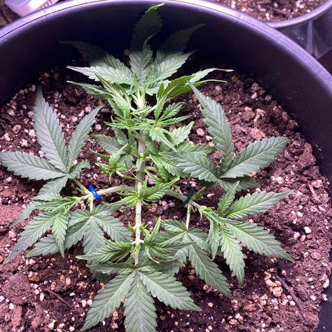 Gelatussy  growlog timeline photo