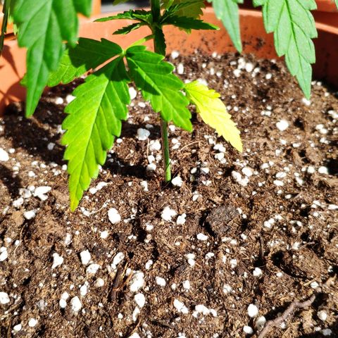 White Widow growlog timeline photo