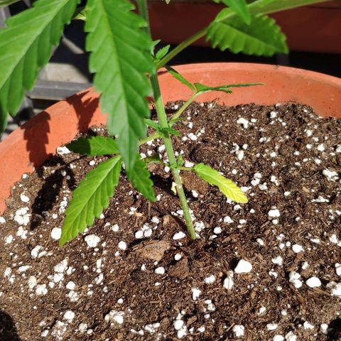 White Widow growlog timeline photo