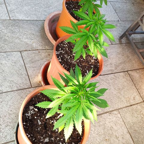 White Widow growlog timeline photo