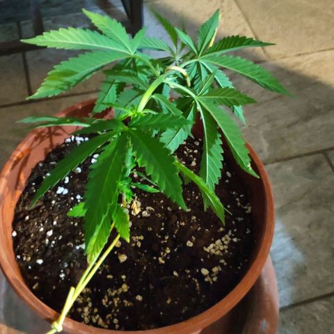 White Widow growlog timeline photo