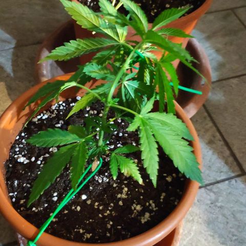 White Widow growlog timeline photo