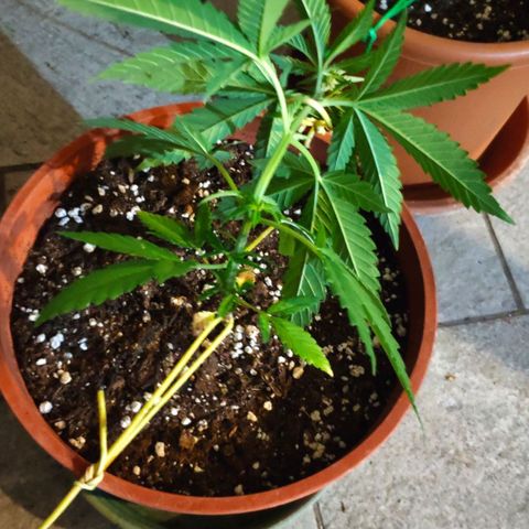 White Widow growlog timeline photo