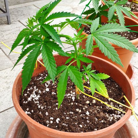White Widow growlog timeline photo