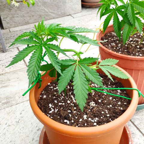 White Widow growlog timeline photo