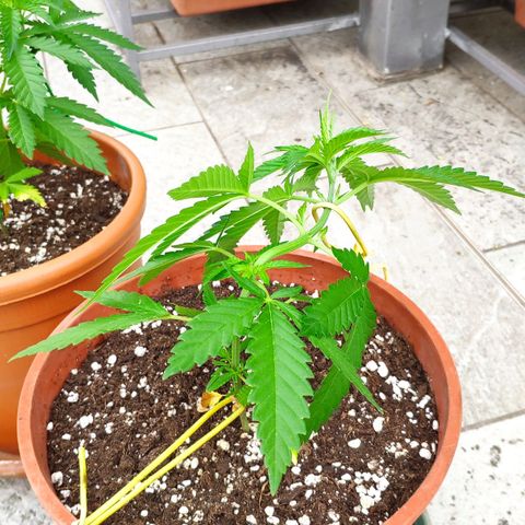 White Widow growlog timeline photo