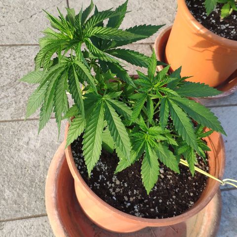 White Widow growlog timeline photo