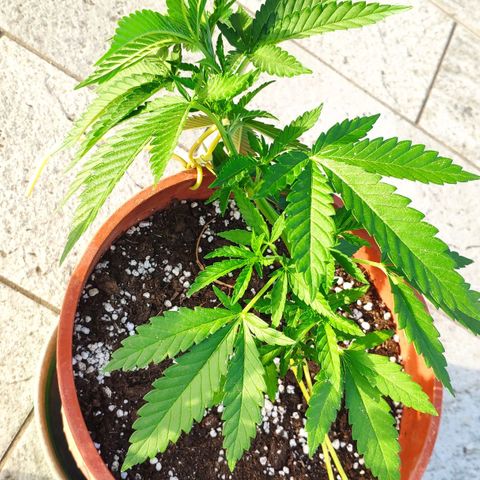 White Widow growlog timeline photo